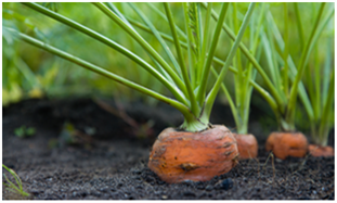 Carrots in the ground