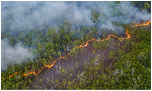 Fire in forest