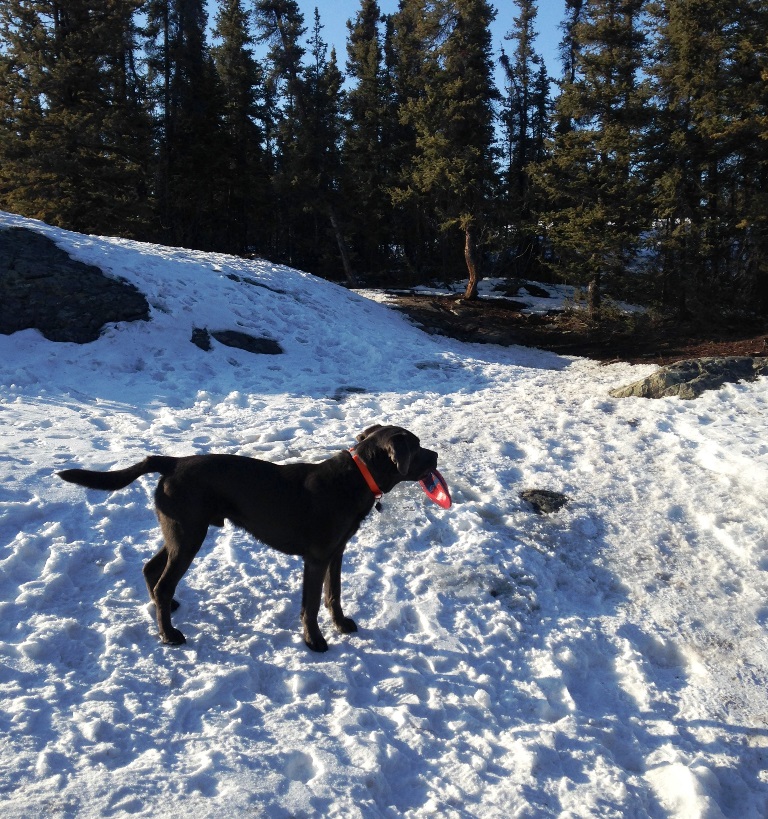 Offleash Dog Areas City of Yellowknife