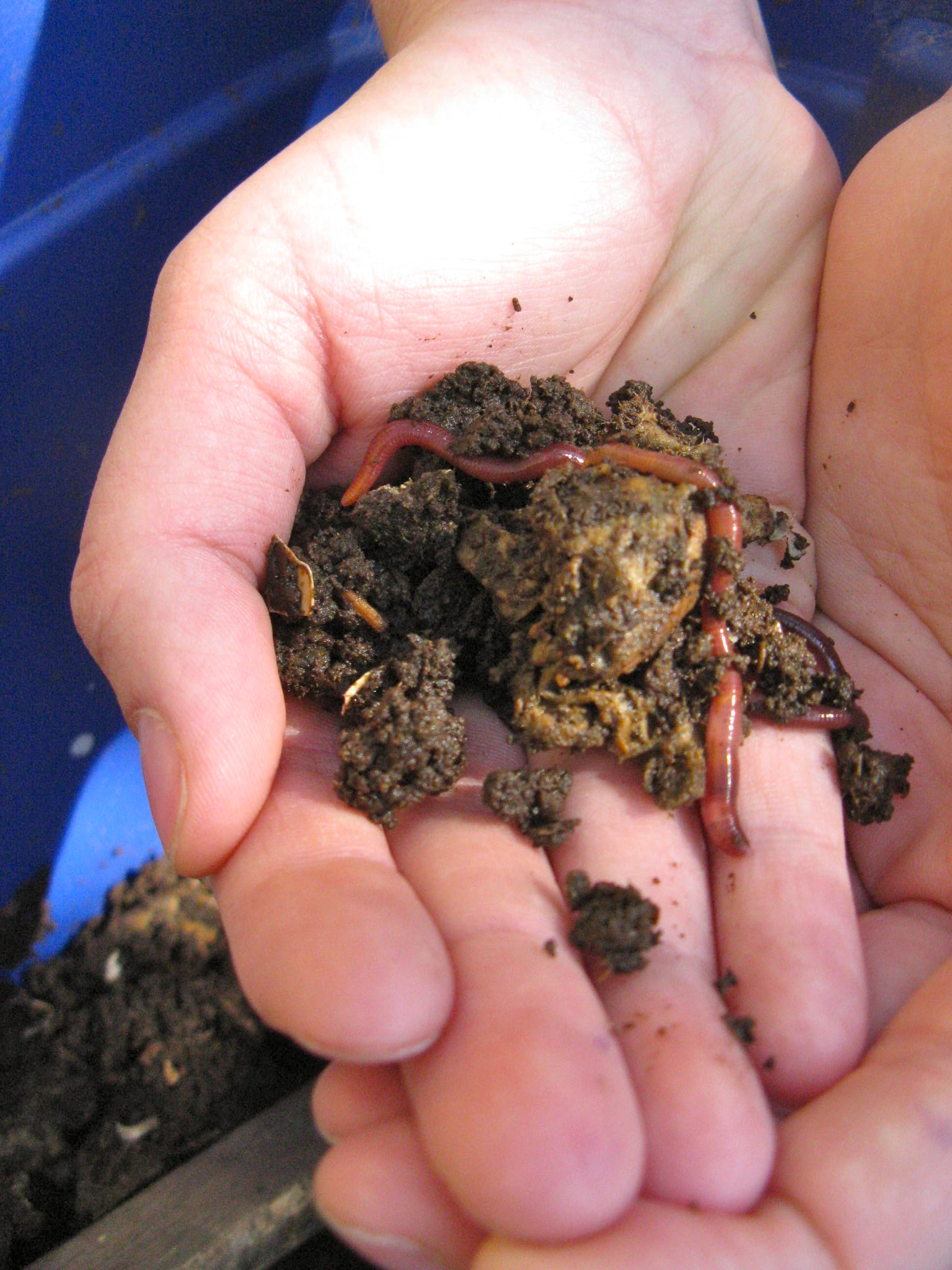 Hands holding worms and dirt in them