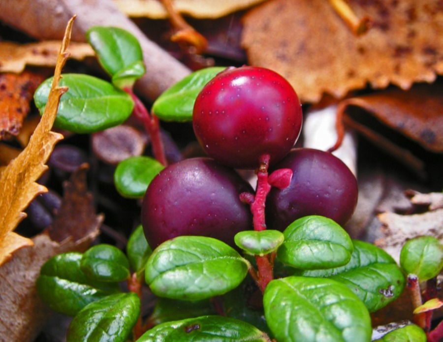 Cranberries