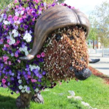 Elon Muskox photo