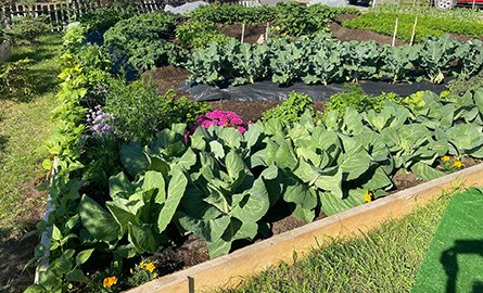 Garden image.