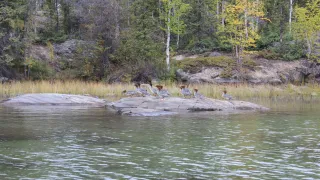 Birds on a rock in Hidden Lake