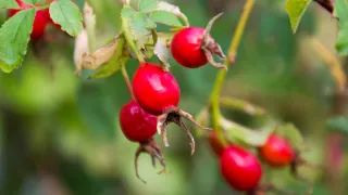 Rosehip