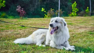 A dog relaxing on the lawn
