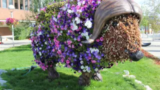 Muskox Flower Bed 