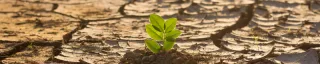 Plant in a deserted land