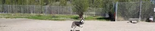 A husky in the dog park