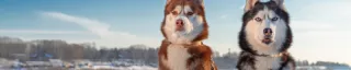 2 huskies