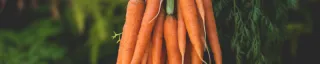 carrots