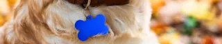 dog with collar