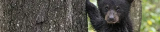 Black Bear