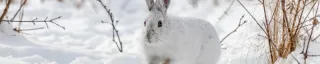Snowshoe Hare