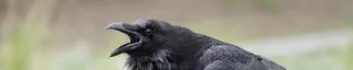 Raven