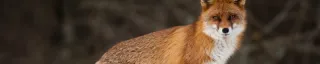 Red Fox
