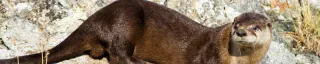 River Otter