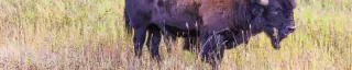 Wood Bison