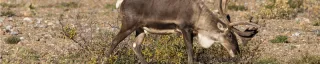 Caribou