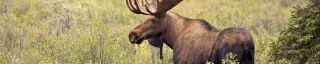 Moose