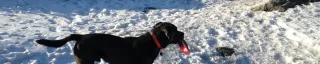 Black Dog on Snow