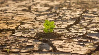 A plant in a deserted land