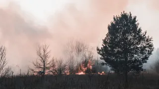 Wildfire scene