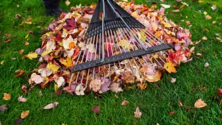 Leaf & Yard Waste Cleaning