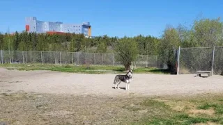 A husky in the dog park