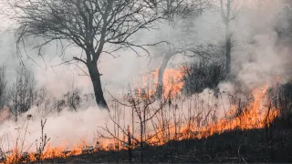 Wildfire scene