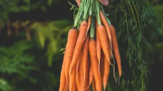 carrots