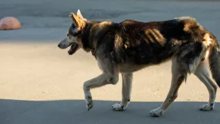 a dog wandering in the street