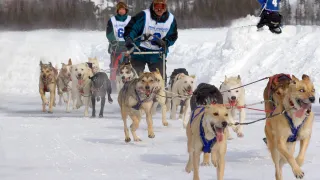 Dog Mushers - Dog Sledding 