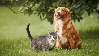 a dog and a cat