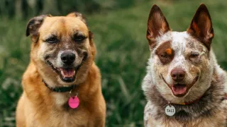 2 dogs with tags