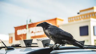 Raven on the dash 