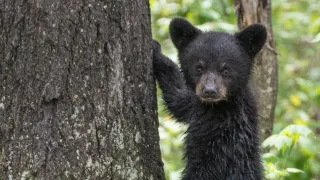 Black Bear