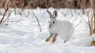 Snowshoe Hare