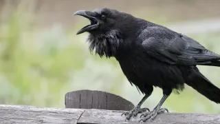Raven