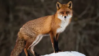 Red Fox