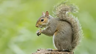 Squirrel