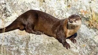 River Otter