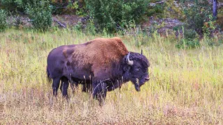 Wood Bison