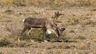 Caribou