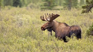 Moose