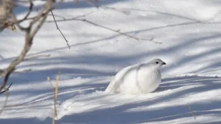 Ptarmigan