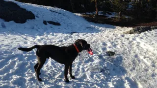 Black Dog on Snow