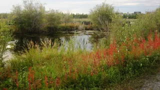 Niven Lake Trail 
