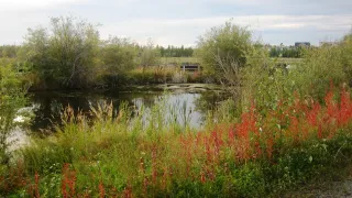 Niven Lake Trail 